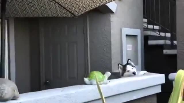 Cat is peeping through the window.