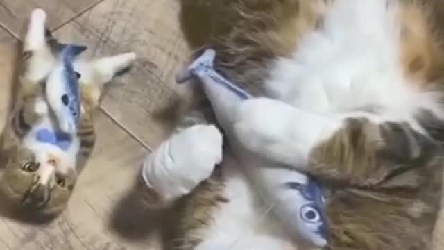 best funny cats