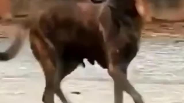 Dog funny video, When a tiger attacks a dog?#DOG #DOG FUNNY VIDEOS#DOG VIDEOS#DOG SHORT CLIP#SHORT