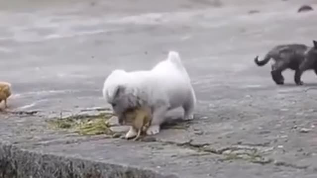 Cute puppy playing with very cute and tender chickens