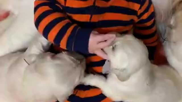 Adorable Babies playing with Dog funny babies