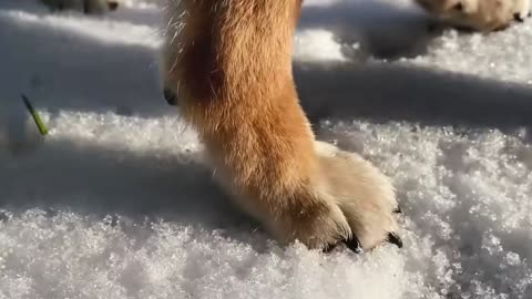 Shiba inu in the snow