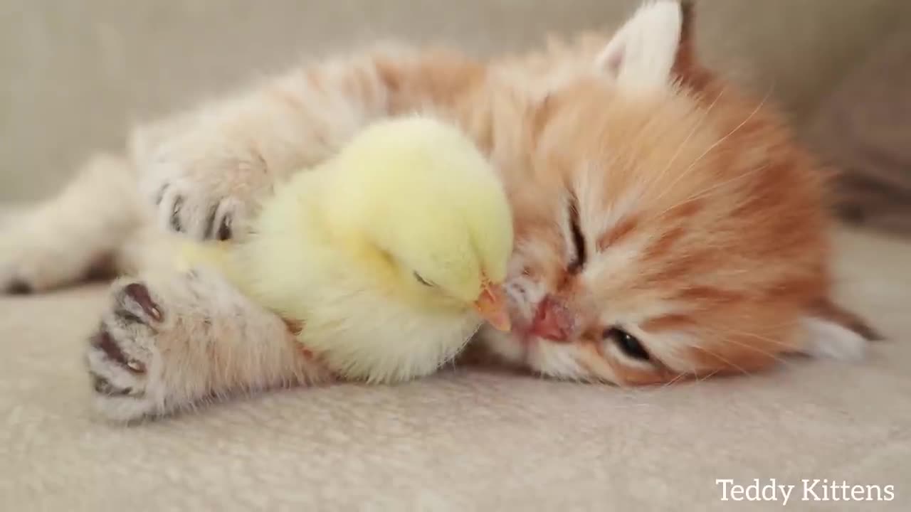 Kitten sleeps sweetly with the Chicken 🐥