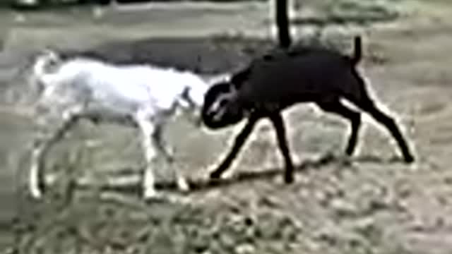 Goat and she goat 🐐 fighting seene