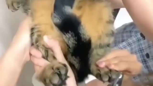 Why are these hoomans just so weird? 😅 Love cats? Like & Share | Cat of the day