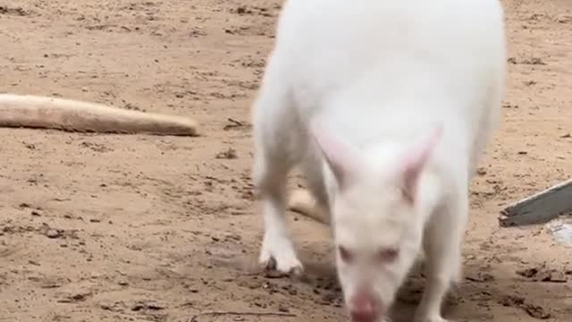 White kangaroo