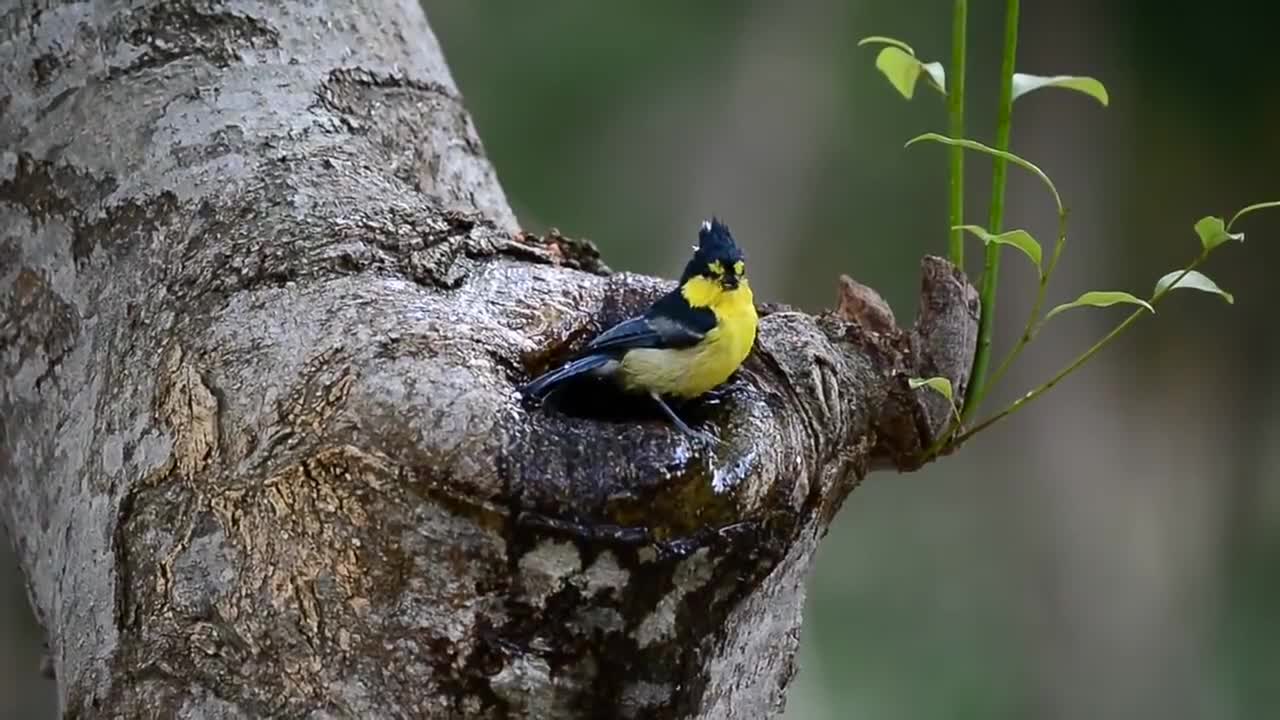 Yellow Tit taking a bath