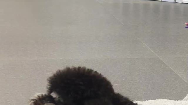 Have fun and happy time with puppy 4