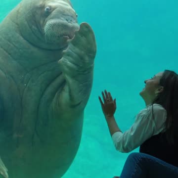 Lion seal? That is one huge animal 😍