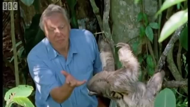 David Attenborough on Veganism