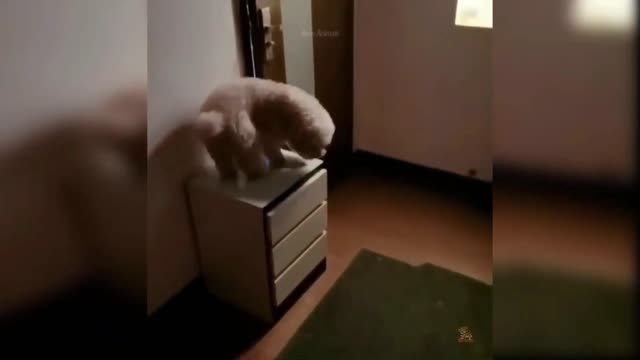 Dog wants reward for switching off the lights