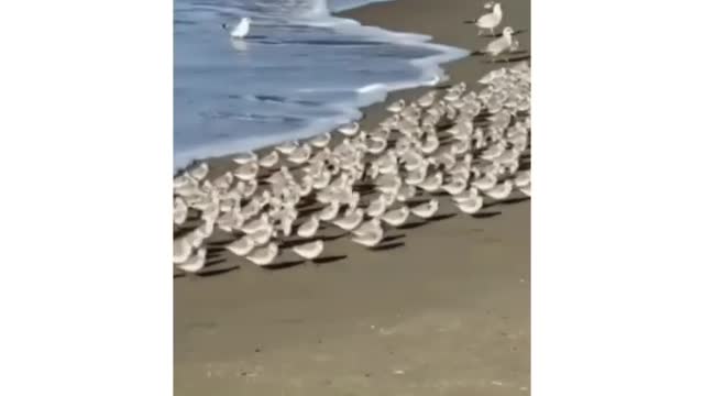 Hilarious Bird Funny video...