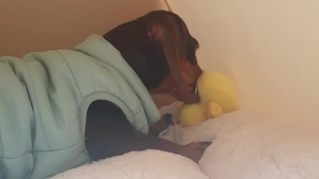 Video of our dog eating duck