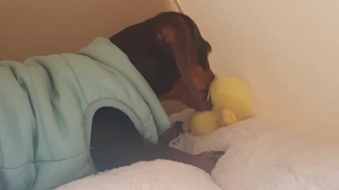 Video of our dog eating duck