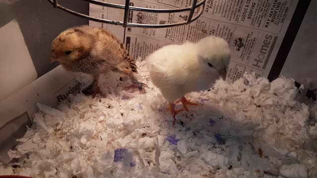 Baby Chickens! ^_^