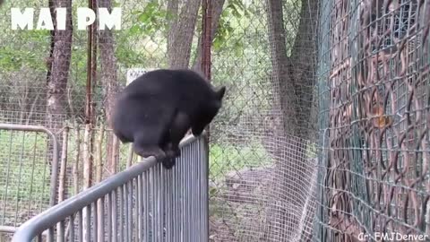 TRY NOT TO LAUGH, Animals never fail to make us laugh - Super funny animal videos