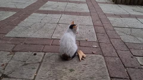 Tiny kitten covering it with soil after pooping