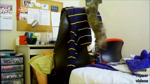 Funny pet's video