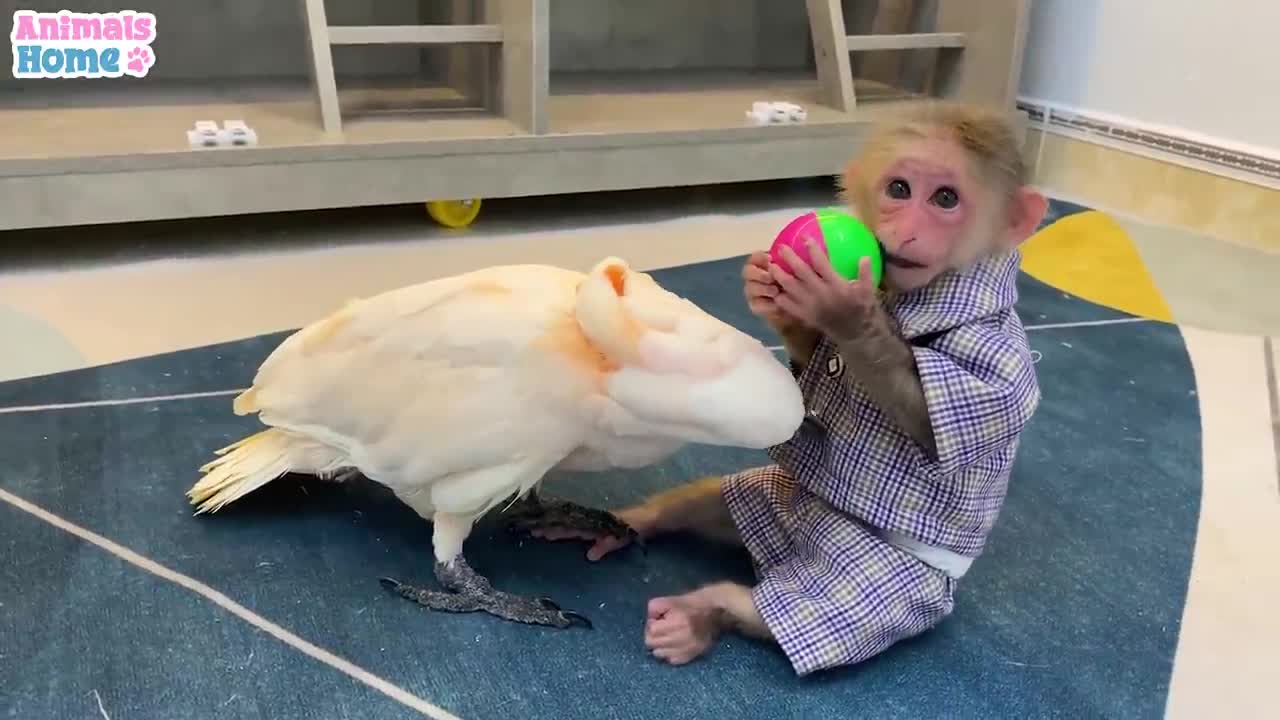 BiBi plays happily with Ruby parrot_p1