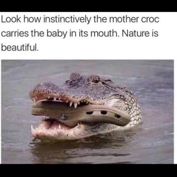 Crocs #shorts #memes #puns #funny #silly #nature #animals #biology