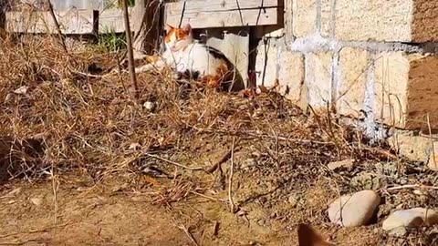 Playful Cute kitten and cute cat 🥰 These cats are very beautiful.