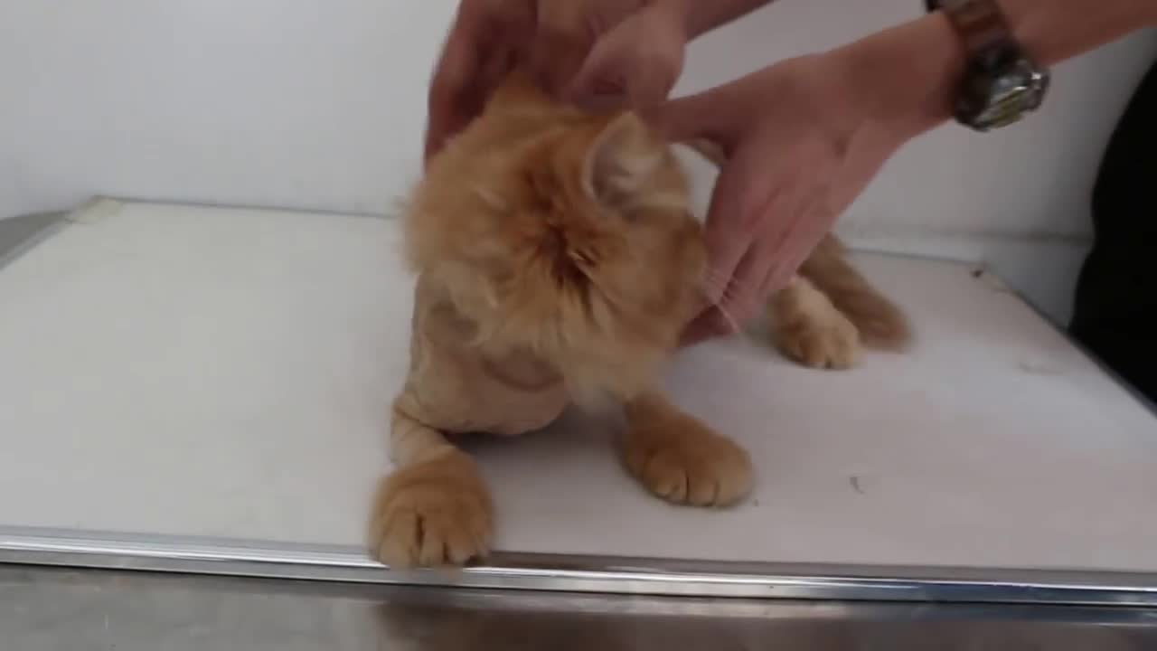 Caring for a beautiful lion cat