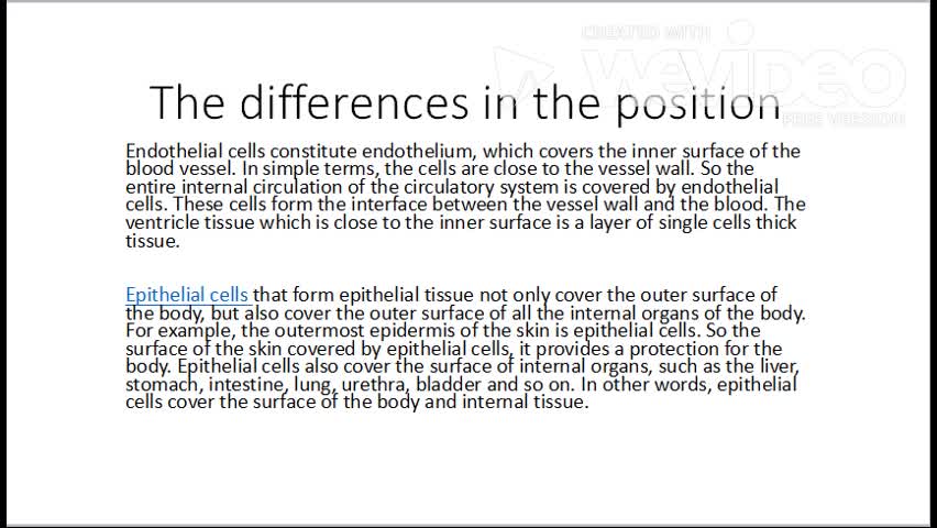 The differences between epithelial cells and endothelial cells