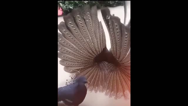 Dancing Bird with best music