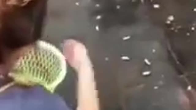Funny Animals video | funny videos | Animals video