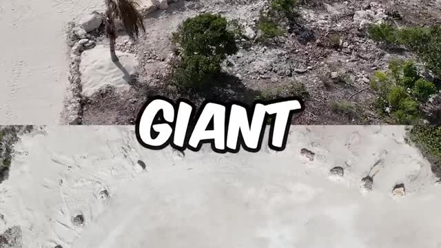 Mr beast 100,000,000 subscriber Special