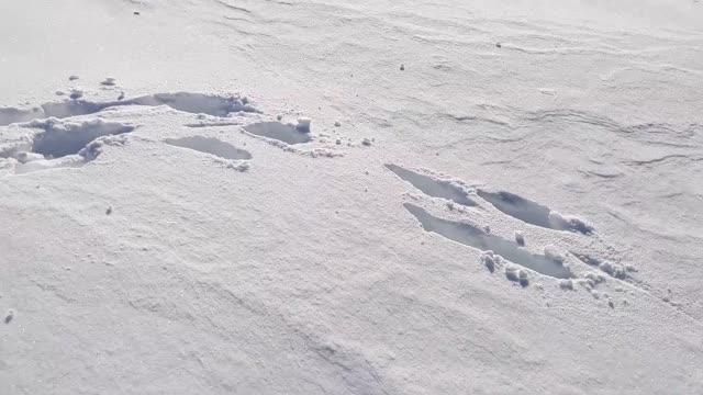 Black Pit Bull Running In the Snow