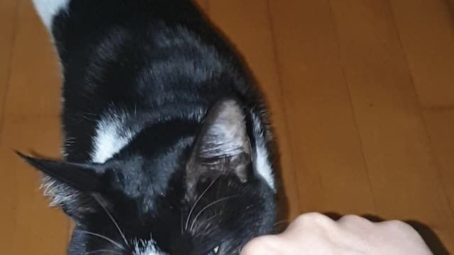 The cat rubs every time I see my fist