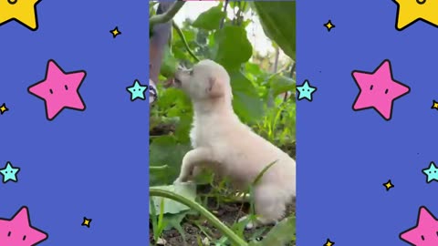 Greedy Puppy Sneaks into Garden for Cucumber Feast!