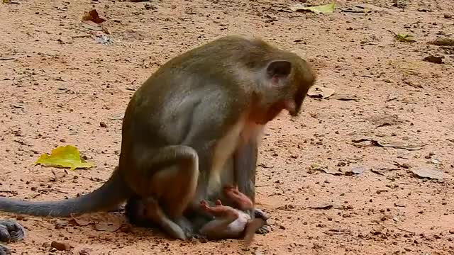 Toma and Anna angry to Aron When he drag Ariana