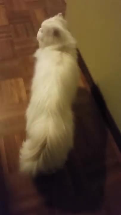 Scared my deaf cat when I got home
