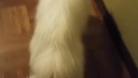 Scared my deaf cat when I got home