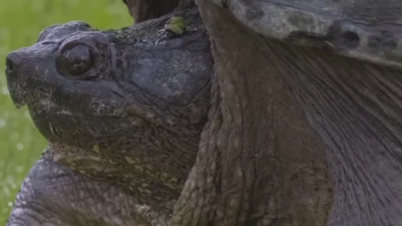 🐢 Alligator Snapping Turtle The Lightning Fast Bite That Packs a Punch 💥