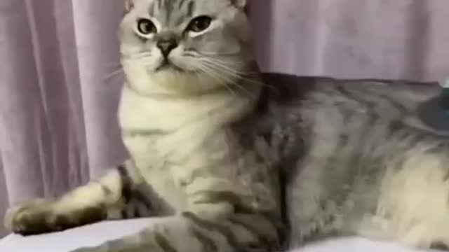 Cat is sitting silently