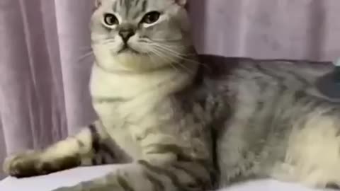 Cat is sitting silently