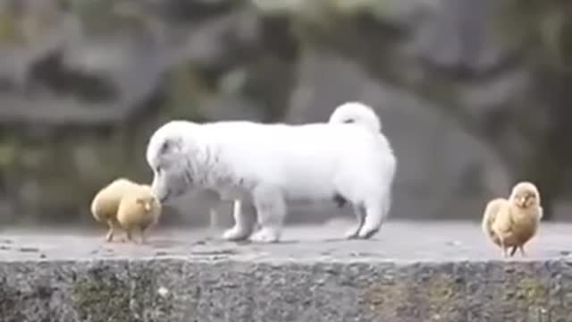 Puppy Playing with Chickens 😍❤️