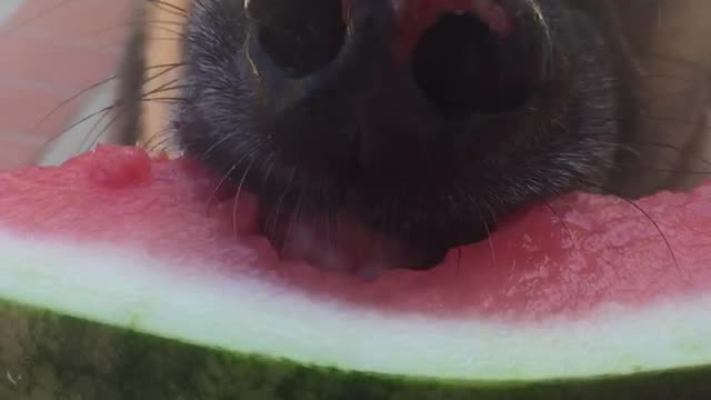 Brown dog eating watermelon and showing teeth