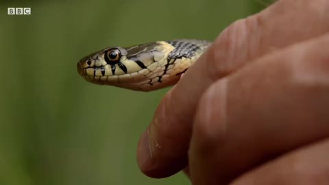 British Grass Snake in the Wild