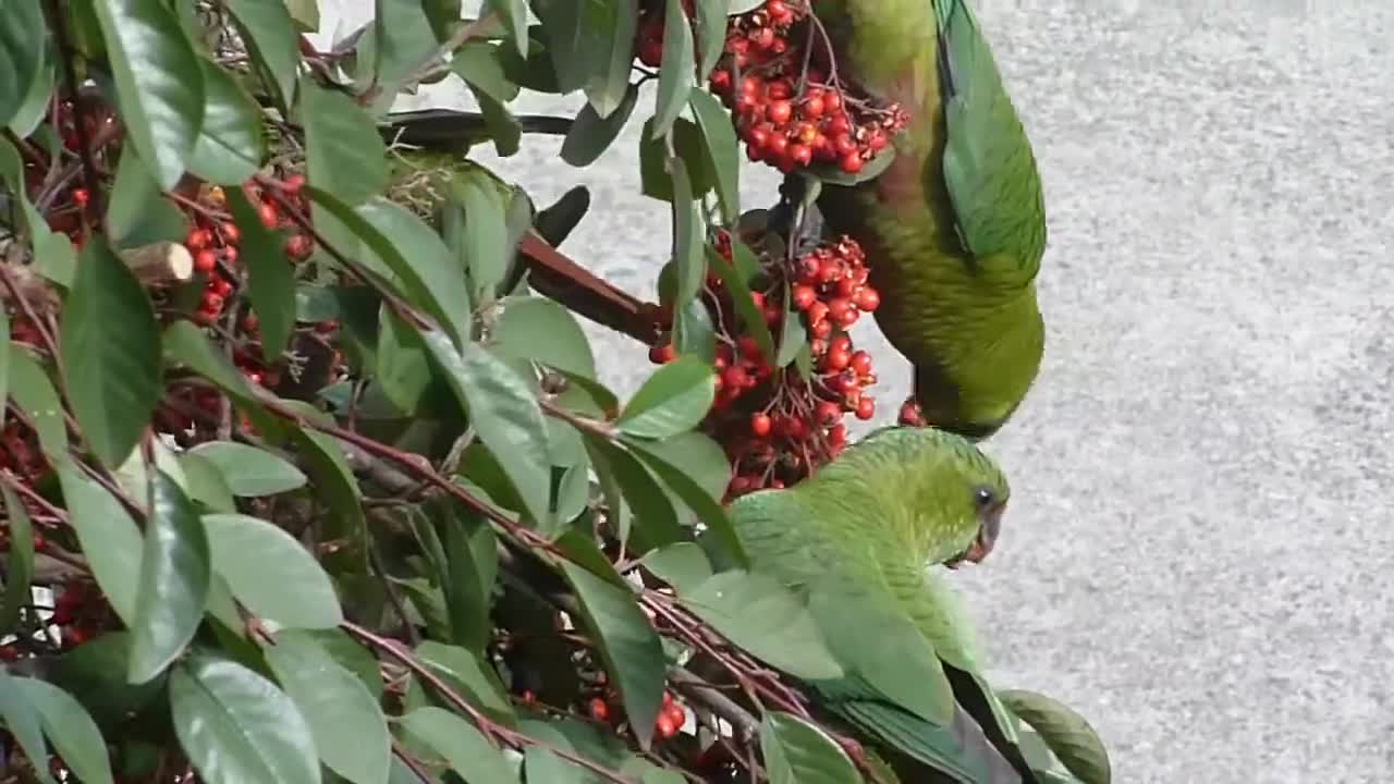 🦜 Cachaña // Austral Parakeet / Pericos / Aves muy lindas