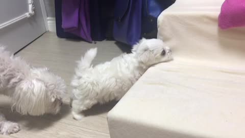 Climbing the stairs of a cute baby puppy