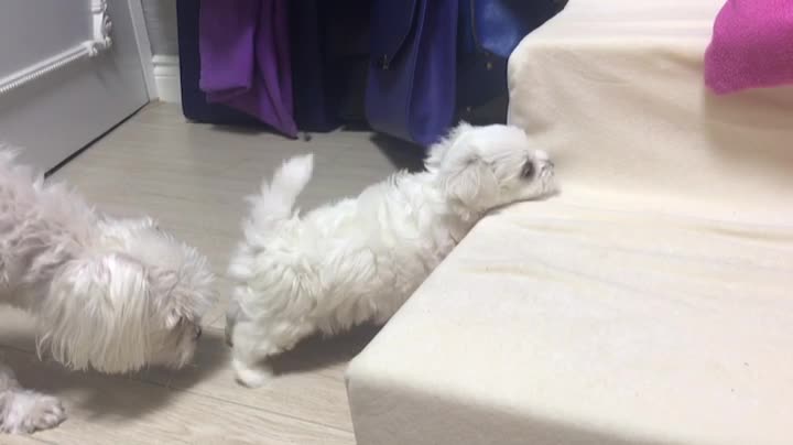 Climbing the stairs of a cute baby puppy
