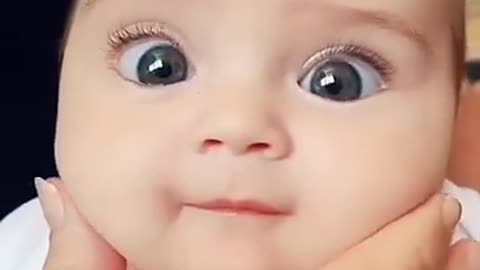 Funny dog ​​videos