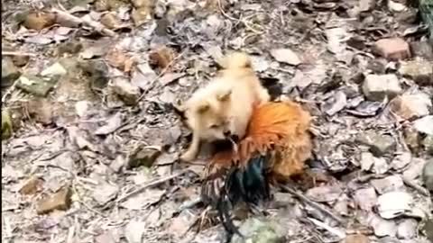 chicken vs dog funny fight