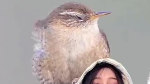 Burung winter wern (Momo bird) #birds #birdsounds #birdsinging #birdcalls #momobird
