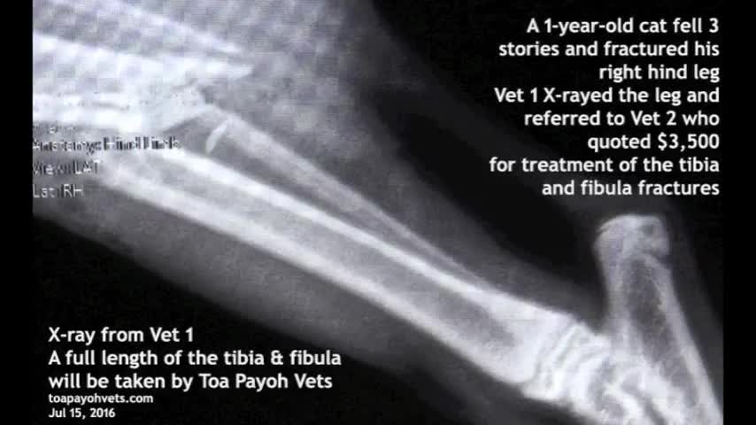This cat fractured her left femur after a fall from the apartment (Recovery)