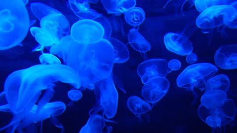 #rumbleviral / Jellyfish Tank Water Life Marine 🏝️🏝️